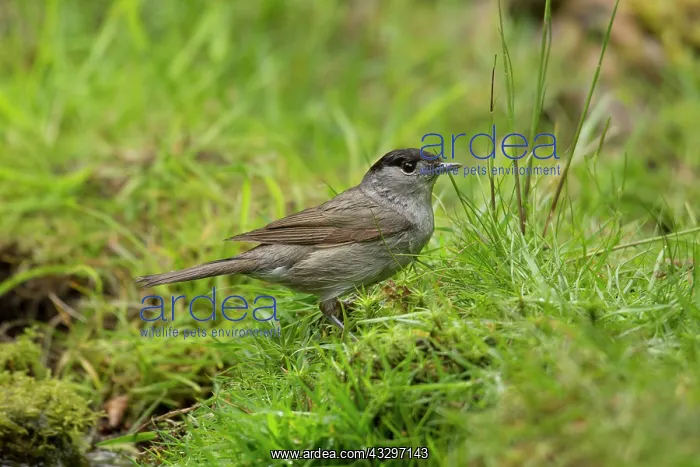 : 80183243 Blackcap - male standing amongst the grass : 80183243 Blackcap - male standing amongst the grass