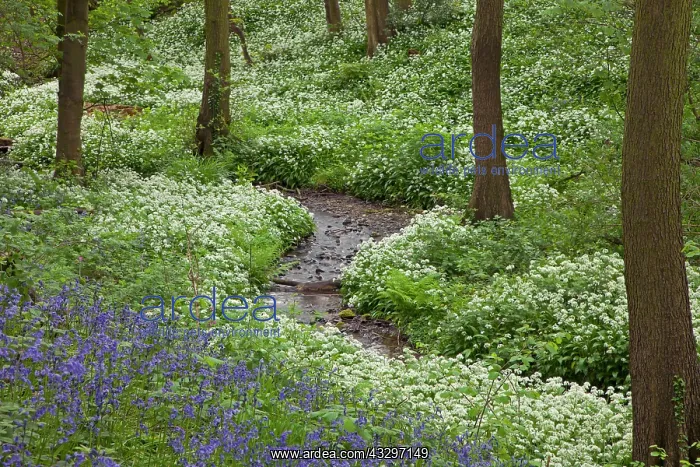 : 80183244 Ramsons / Wild Garilc - in full flower : 80183244 Ramsons / Wild Garilc - in full flower