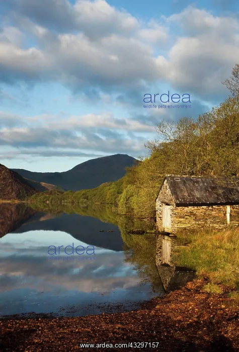 : 80183245 Llyn Dinas - lake with reflections - May : 80183245 Llyn Dinas - lake with reflections - May