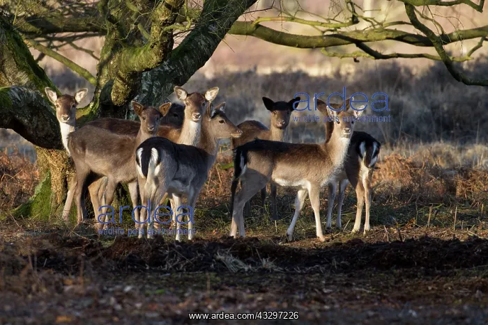 : 80183255 Fallow Deer - small group of juveniles : 80183255 Fallow Deer - small group of juveniles