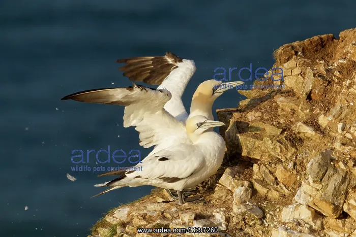 : 80183261 Gannet - having a good shake after preening : 80183261 Gannet - having a good shake after preening