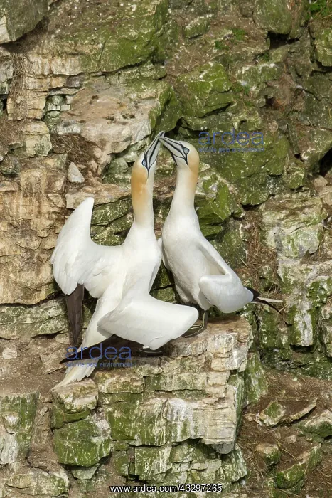 : 80183262 Gannet - greeting each other - May Bempton : 80183262 Gannet - greeting each other - May Bempton