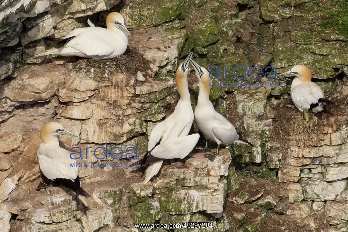 : 80183265 Gannet - greeting each other - May Bempton : 80183265 Gannet - greeting each other - May Bempton
