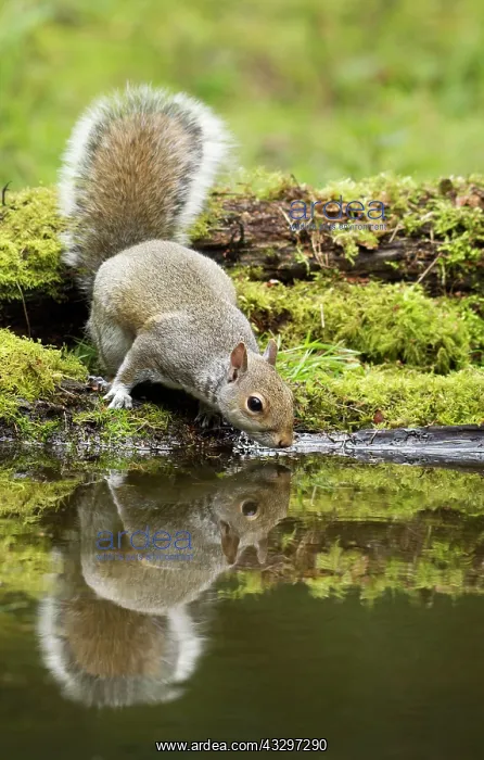 : 80183266 Grey Squirrel - drinking at woodland pool : 80183266 Grey Squirrel - drinking at woodland pool