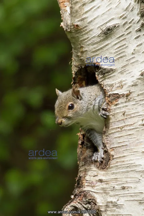 : 80183268 Grey Squirrel - coming out of an old woodpecker : 80183268 Grey Squirrel - coming out of an old woodpecker