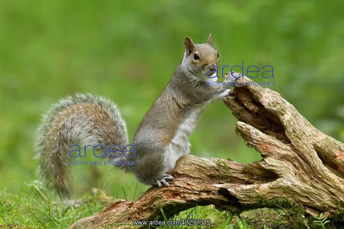 : 80183270 Grey Squirrel - standing on an old fallen : 80183270 Grey Squirrel - standing on an old fallen
