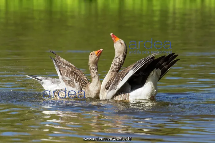 : 80183271 Greylag Goose - pair in courtship display : 80183271 Greylag Goose - pair in courtship display