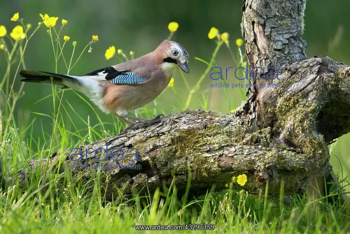 : 80183277 Jay - on old fallen tree in a buttercup : 80183277 Jay - on old fallen tree in a buttercup