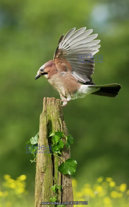 : 80183278 Jay - landing on old fence post in buttercup : 80183278 Jay - landing on old fence post in buttercup
