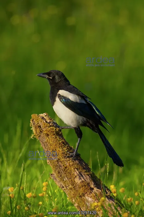 : 80183287 Magpie - standing on old stump in evening : 80183287 Magpie - standing on old stump in evening