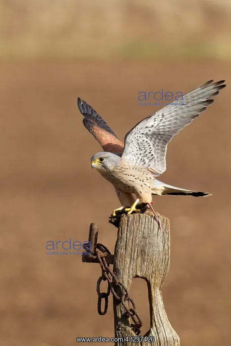  : 80183288 Kestrel - male landing on old post with