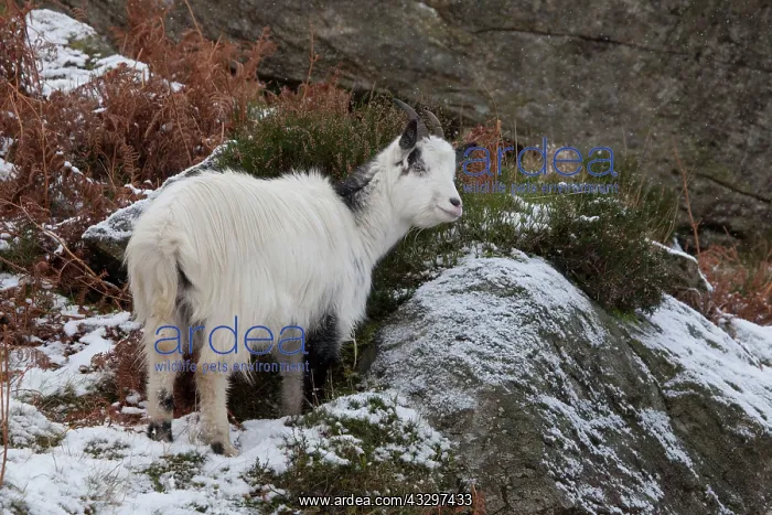 : 80183289 Feral Goat - on the hillside in Snowdonia : 80183289 Feral Goat - on the hillside in Snowdonia