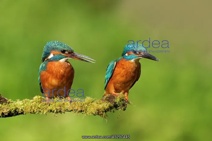 : 80183291 Kingfisher - female and male perched on : 80183291 Kingfisher - female and male perched on
