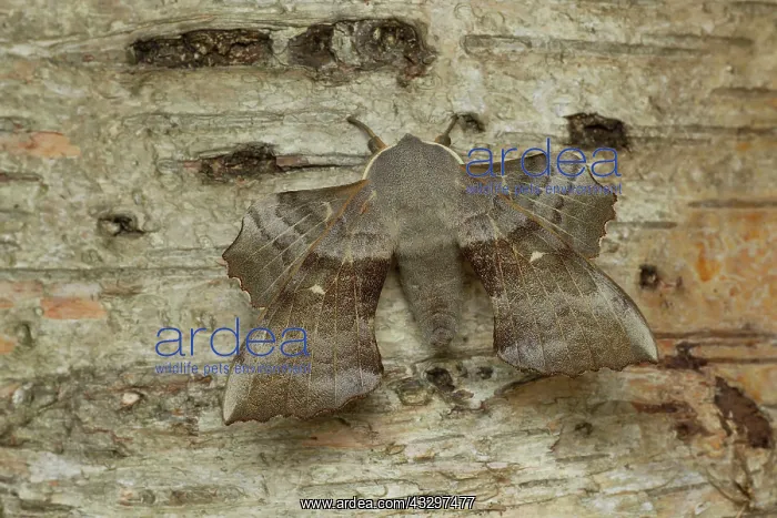  : 80183295 Poplar Hawk-moth - resting on Silver Birch