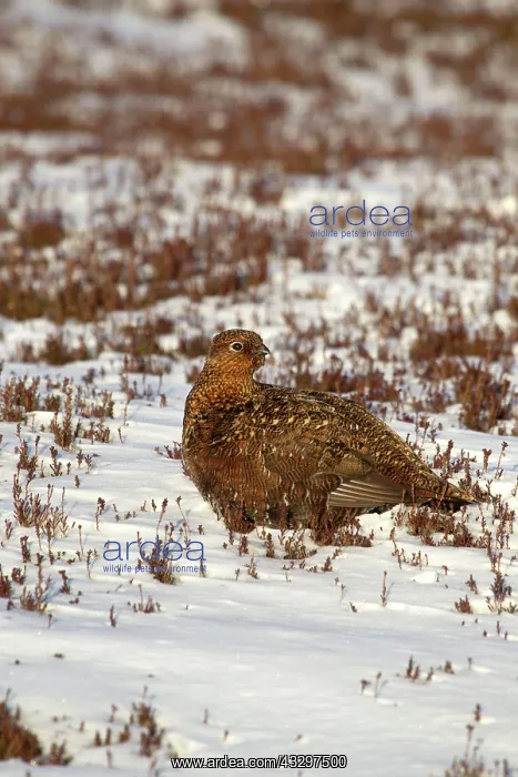 : 80183298 Red Grouse - female amongst heather in : 80183298 Red Grouse - female amongst heather in