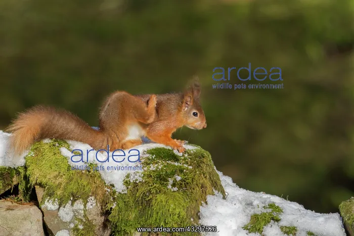 : 80183301 Red Squirrel - scratching - on snow covered : 80183301 Red Squirrel - scratching - on snow covered