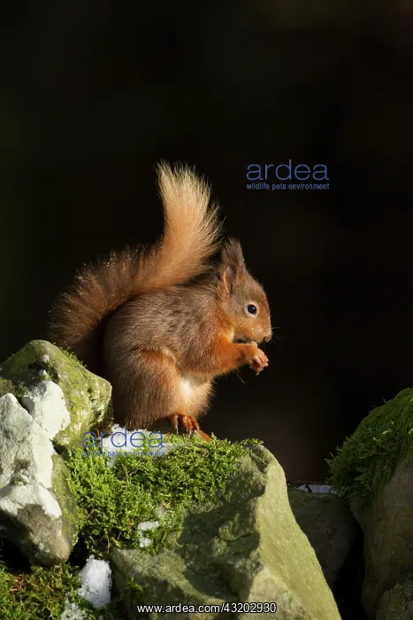 : 80183302 Red Squirrel - eating hazelnut on stone : 80183302 Red Squirrel - eating hazelnut on stone