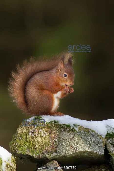 : 80183305 Red Squirrel - eating hazelnut on stone : 80183305 Red Squirrel - eating hazelnut on stone