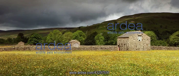 : 80183310 Barns - in buttercup meadow under moody : 80183310 Barns - in buttercup meadow under moody