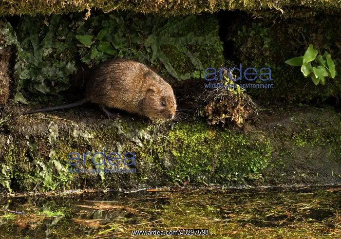 : 80183311 Water Vole - on small ledge along canal : 80183311 Water Vole - on small ledge along canal