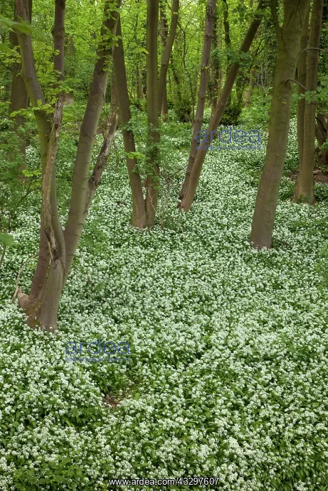 : 80183312 Ramsons / Wild Garilc - in full flower : 80183312 Ramsons / Wild Garilc - in full flower