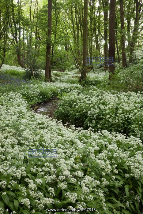 : 80183313 Ramsons / Wild Garilc - in full flower : 80183313 Ramsons / Wild Garilc - in full flower