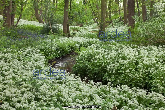 : 80183314 Ramsons / Wild Garilc - in full flower : 80183314 Ramsons / Wild Garilc - in full flower