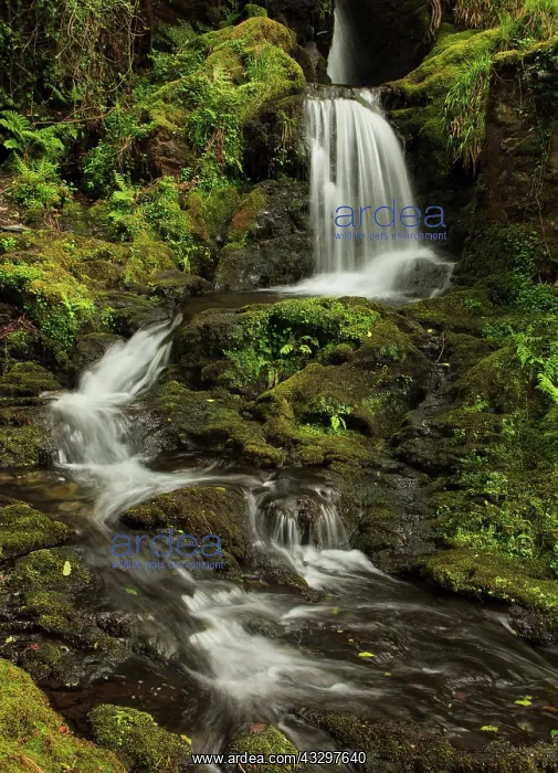 : 80183316 Woodland Waterfall - May Prenteg, Snowdonia : 80183316 Woodland Waterfall - May Prenteg, Snowdonia