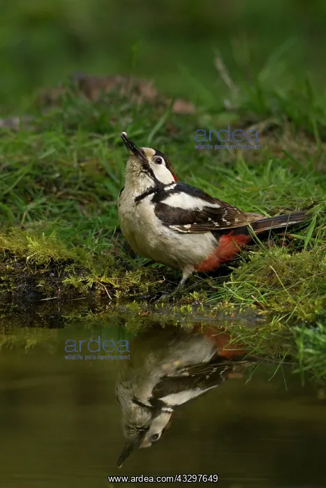 : 80183317 Great Spotted Woodpecker - coming down : 80183317 Great Spotted Woodpecker - coming down