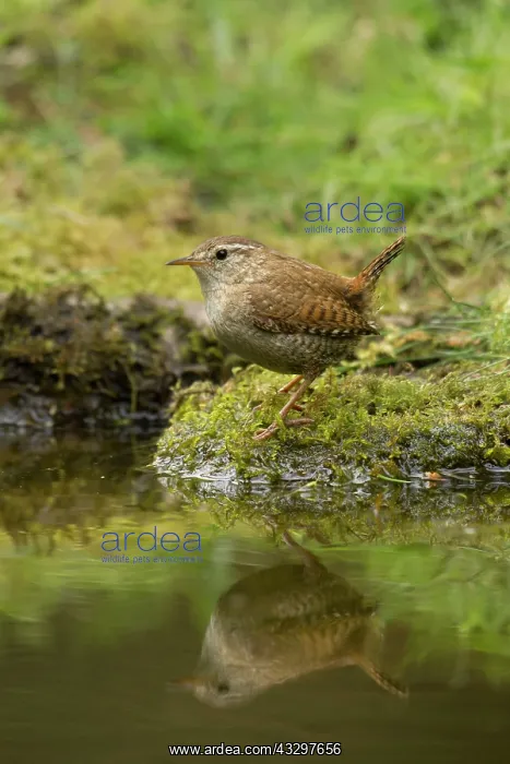 : 80183318 Wren - at edge of woodland pool with reflection : 80183318 Wren - at edge of woodland pool with reflection