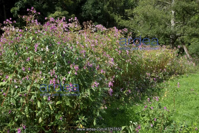 : 80183319 Himalayan Balsam Plants invading banks : 80183319 Himalayan Balsam Plants invading banks
