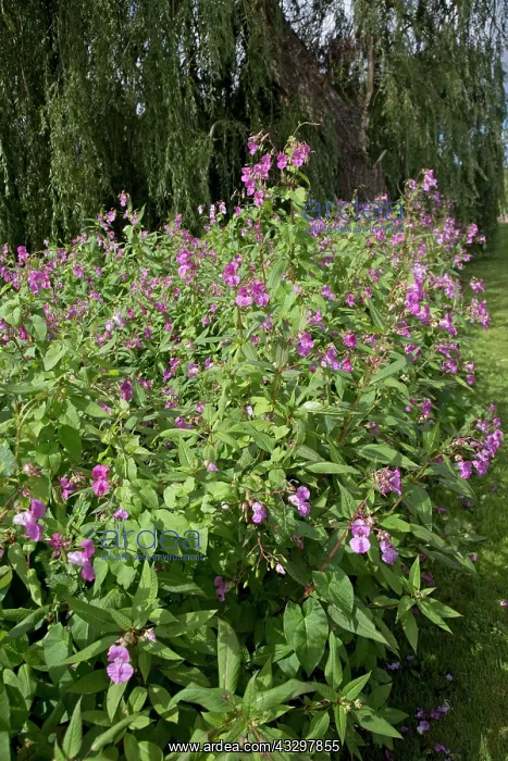 : 80183320 Himalayan Balsam Plants invading banks : 80183320 Himalayan Balsam Plants invading banks