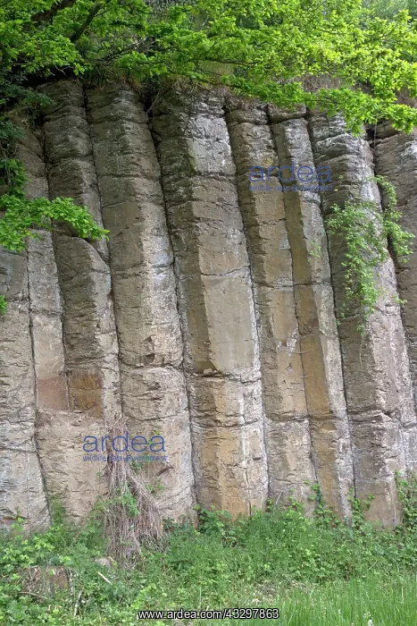 : 80183321 Organ Pipe Basalt Columns - of rock Buhren : 80183321 Organ Pipe Basalt Columns - of rock Buhren