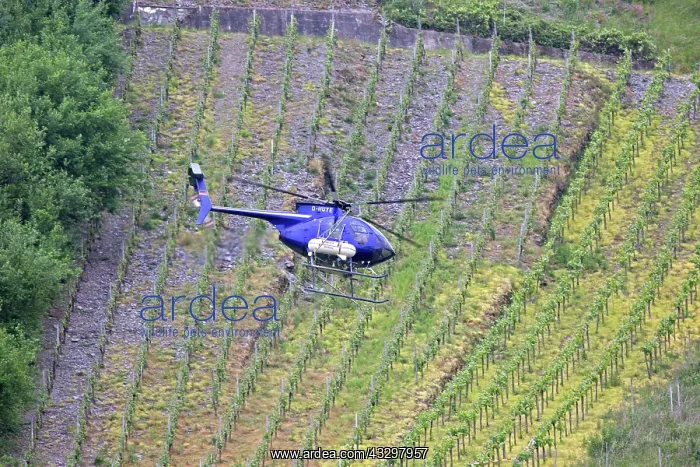 : 80183334 Helicopter - spraying vineyards Mosel Valley : 80183334 Helicopter - spraying vineyards Mosel Valley