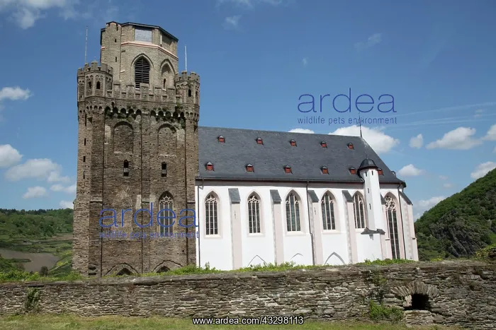 : 80183359 Church St. Martin - Oberwesel UNESCO World : 80183359 Church St. Martin - Oberwesel UNESCO World