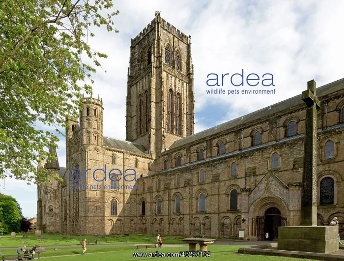 : 80183362 Durham Cathedral - UK Mark Boulton All : 80183362 Durham Cathedral - UK Mark Boulton All