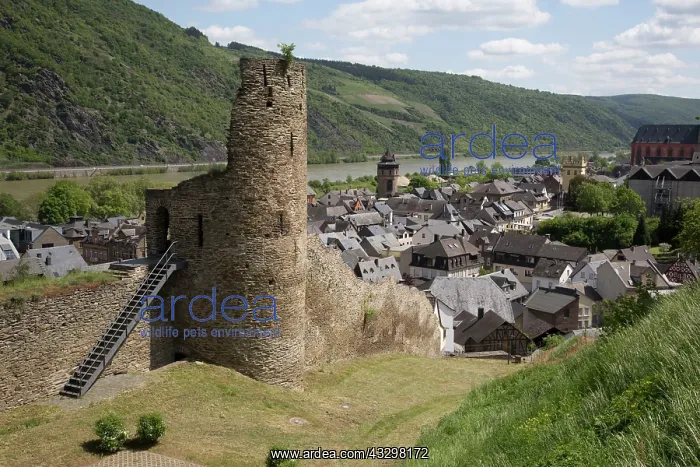 : 80183368 Tower and Old Town Wall - ruins - Oberwesel : 80183368 Tower and Old Town Wall - ruins - Oberwesel