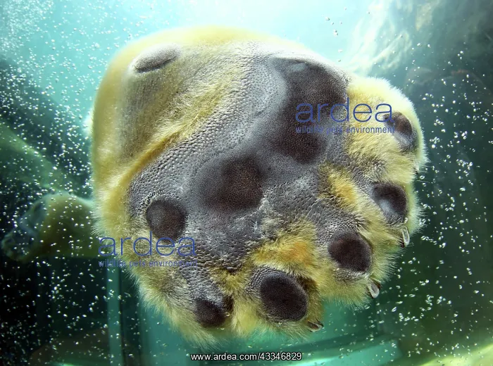  : 80183375 Polar Bear - Paw Shizuoka Zoo - Japan Ursus
