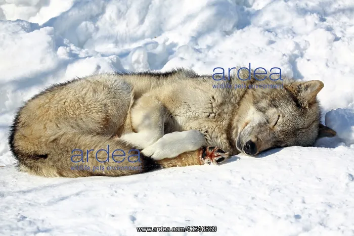 : 80183379 Timber Wolf Ashiyama Zoo - Asahikawa - : 80183379 Timber Wolf Ashiyama Zoo - Asahikawa -