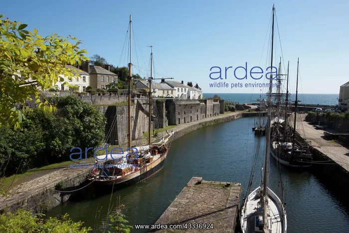 : 80183384 Charlestown - with tall ships in the harbour : 80183384 Charlestown - with tall ships in the harbour