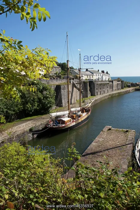 : 80183385 Charlestown - with tall ships in the harbour : 80183385 Charlestown - with tall ships in the harbour
