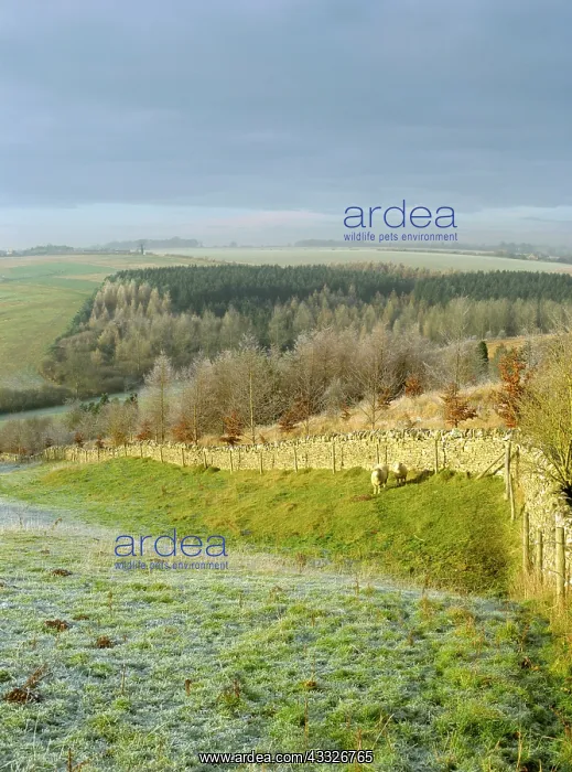 : 80183388 Sheep - beside stone wall in frost near : 80183388 Sheep - beside stone wall in frost near