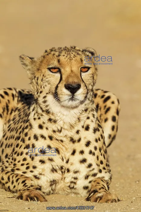 : 80183465 Cheetah - male - controlled conditions : 80183465 Cheetah - male - controlled conditions