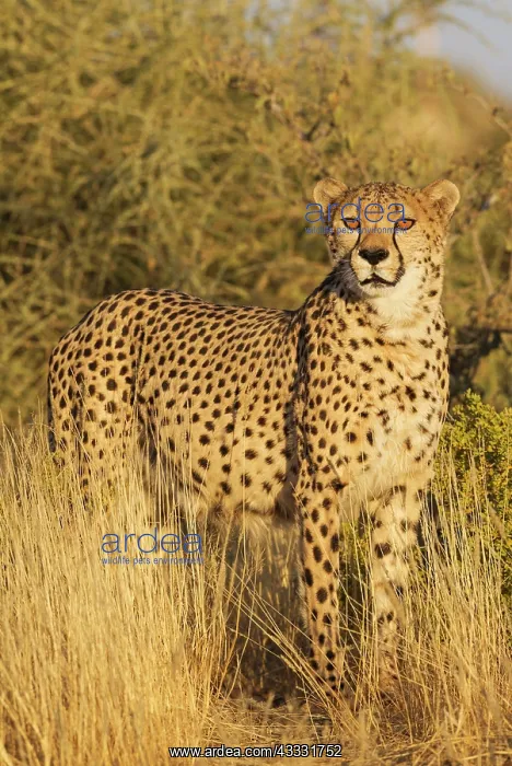 : 80183466 Cheetah - male - controlled conditions : 80183466 Cheetah - male - controlled conditions