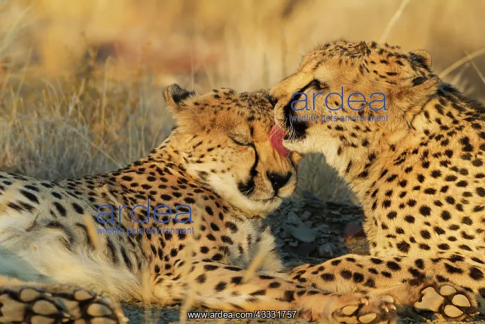 : 80183467 Cheetah - grooming males in the evening : 80183467 Cheetah - grooming males in the evening