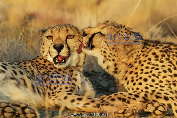 : 80183468 Cheetah - grooming males in the evening : 80183468 Cheetah - grooming males in the evening