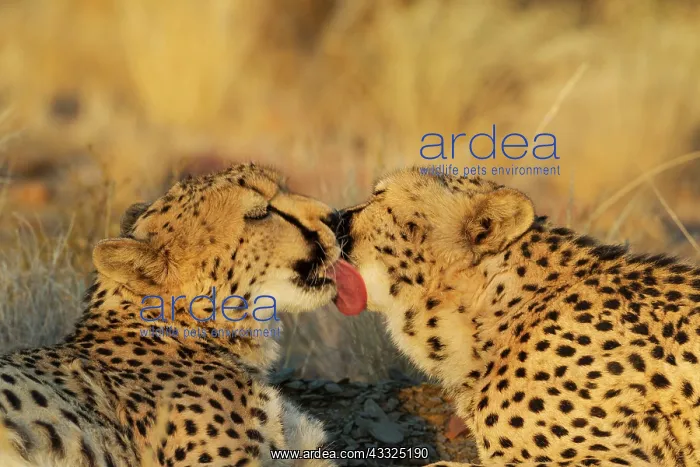 : 80183469 Cheetah - grooming males in the evening : 80183469 Cheetah - grooming males in the evening