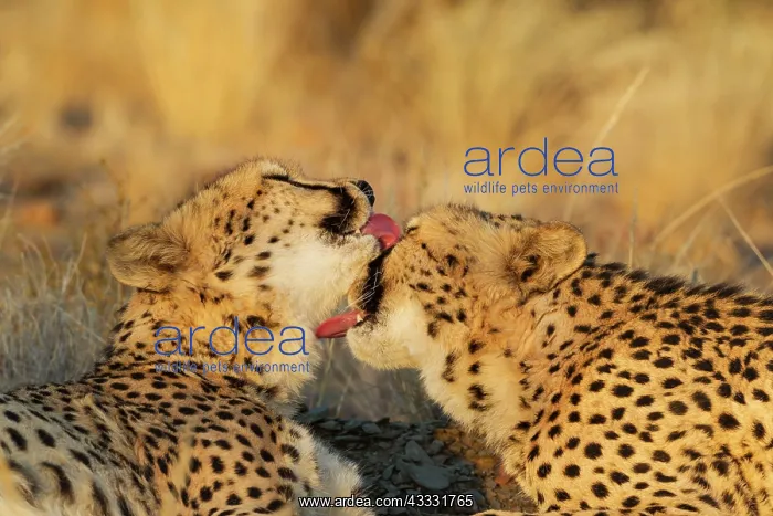 : 80183470 Cheetah - grooming males in the evening : 80183470 Cheetah - grooming males in the evening