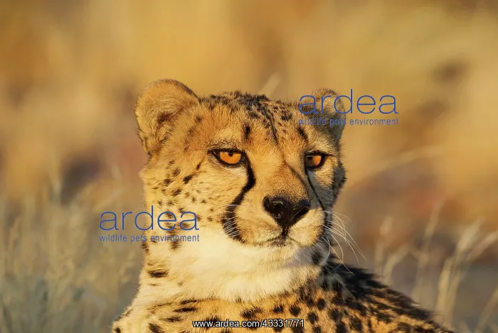 : 80183471 Cheetah - male - controlled conditions : 80183471 Cheetah - male - controlled conditions
