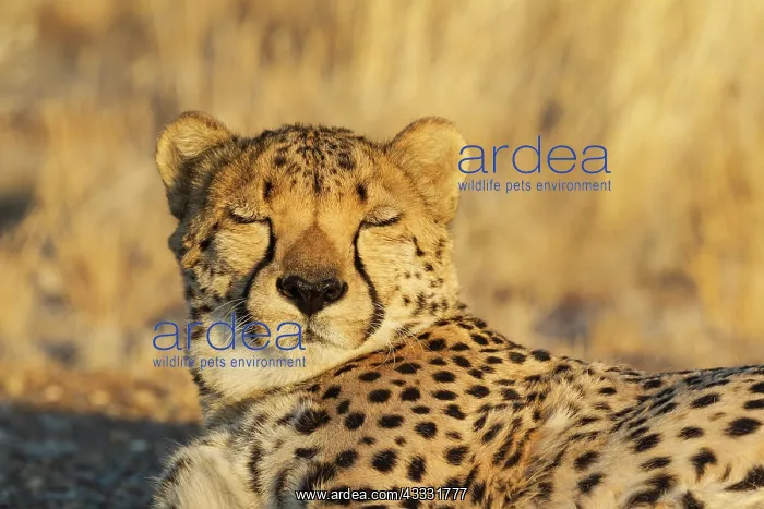  : 80183472 Cheetah - tired male - resting in the evening